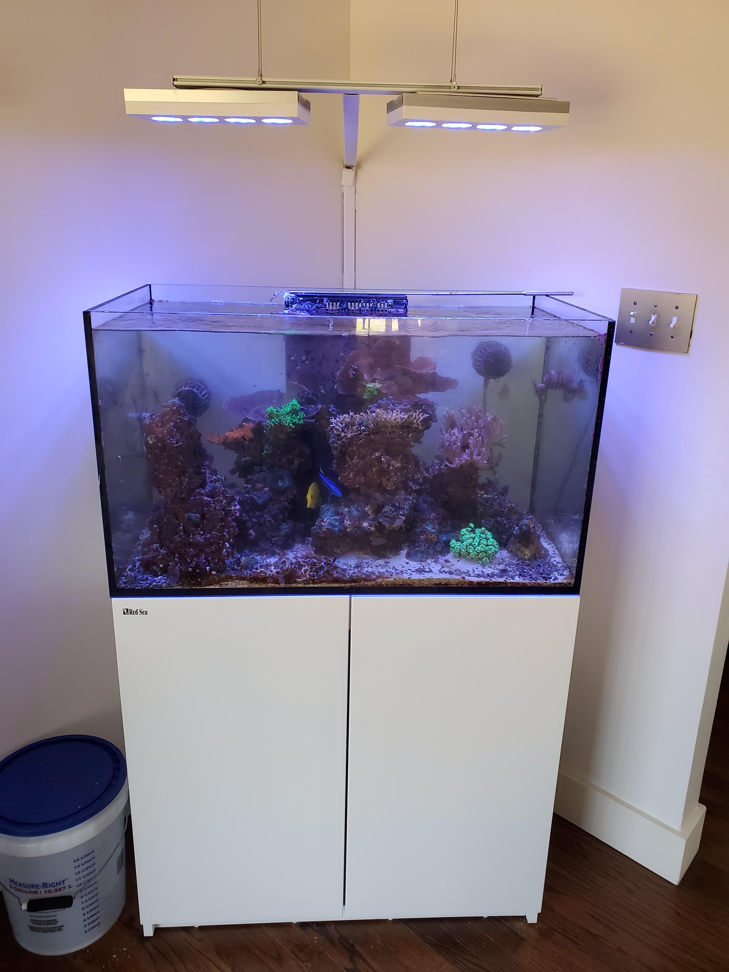 Entire Redsea Reefer 250 Setup 00 Live Goods For Sale Trade Dfwmas Forum