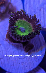 12417-candy-green-2-polyp.jpg