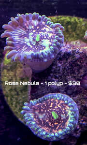 12420-rose-1-polyp.jpg