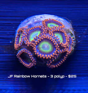 12422-rainbow-hornet-3-polyp.jpg