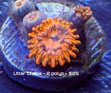 12424-utter-2-polyp.jpg