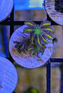 Coral Delivery! Montipora - SPS - Zoas - LPS | DFWMAS
